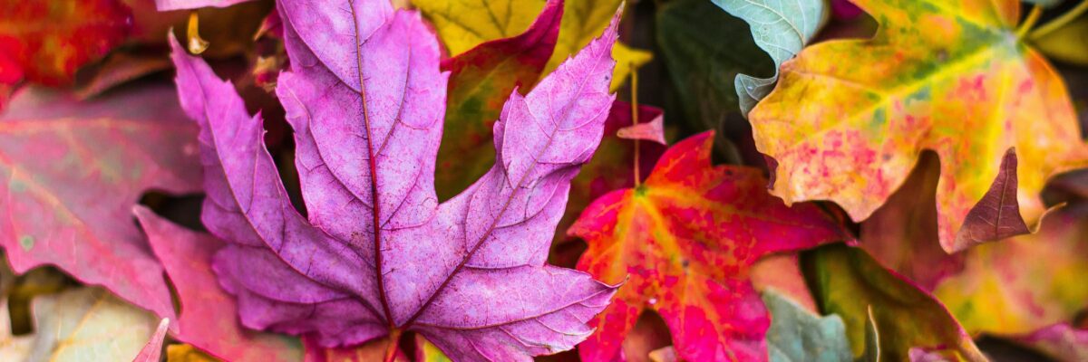 photo of colorful fall leaves